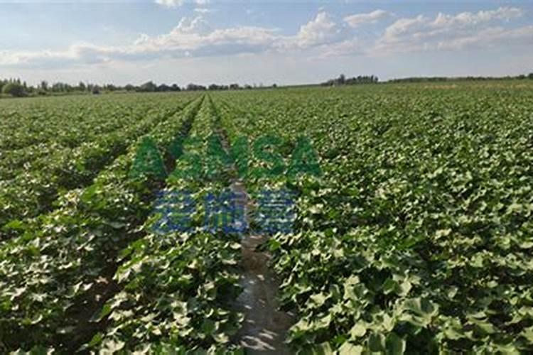 棉花戴帽出土喷什么叶面肥好？