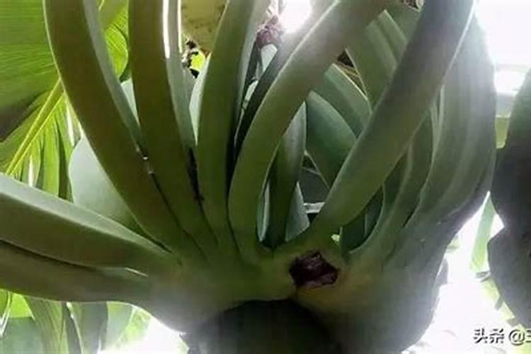 香蕉树的种植方法