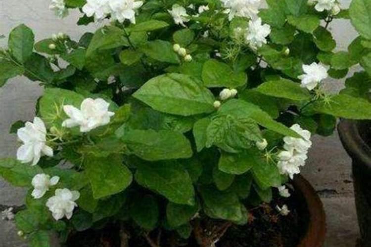 安吉田园嘉乐比乐园好玩吗安吉田园嘉乐比乐园有什么项目