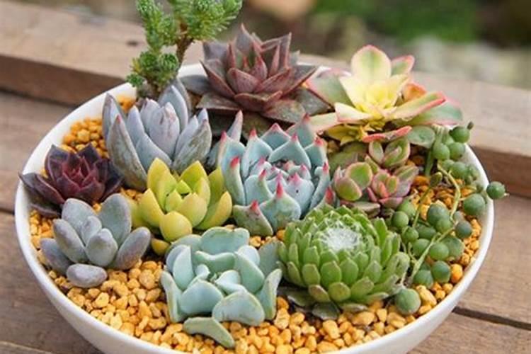 月季花开完花后怎么剪 月季花开完花后修剪方法