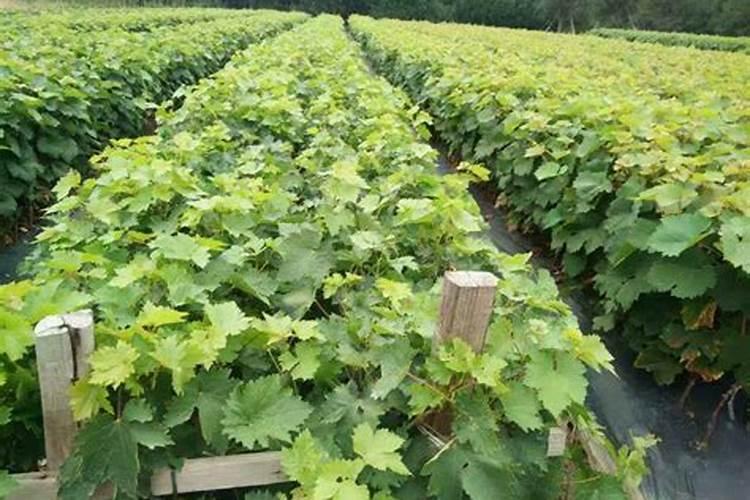 葡萄树施肥的最佳时间什么时候给葡萄树施肥