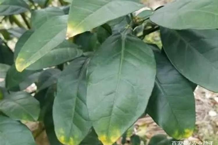 怎样防治柑橘缺钾症？