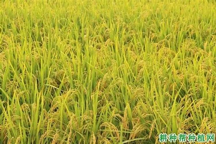 水稻脚叶枯黄什么原因