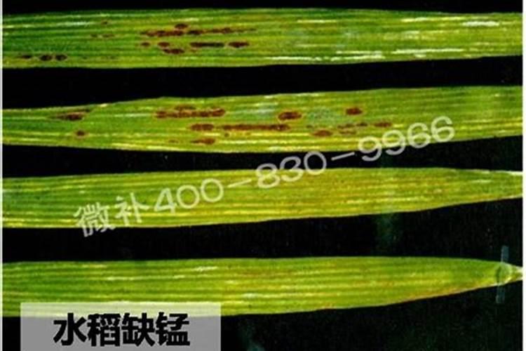 水稻缺磷有什么症状 水稻缺磷怎么办