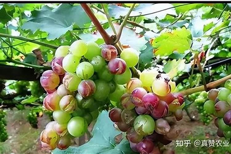 葡萄裂果怎么补救