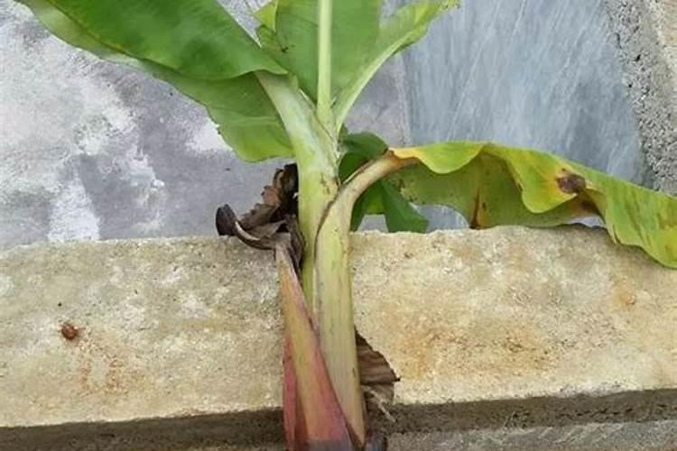 香蕉出现裂开的现象究竟源于什么