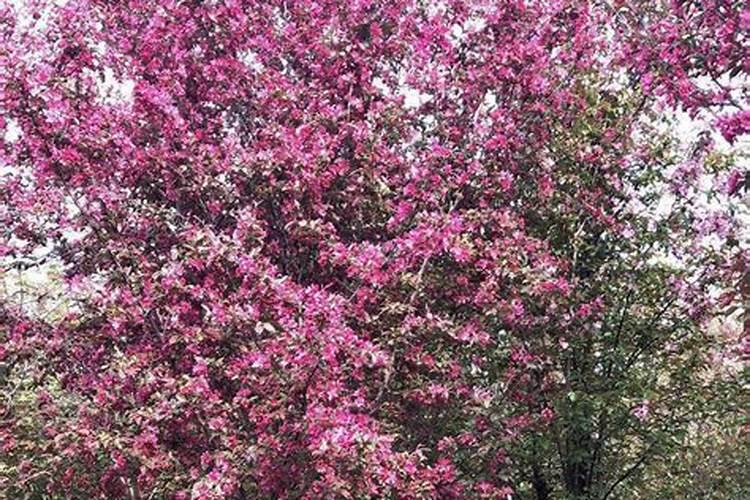 小葱用什么叶面肥好？