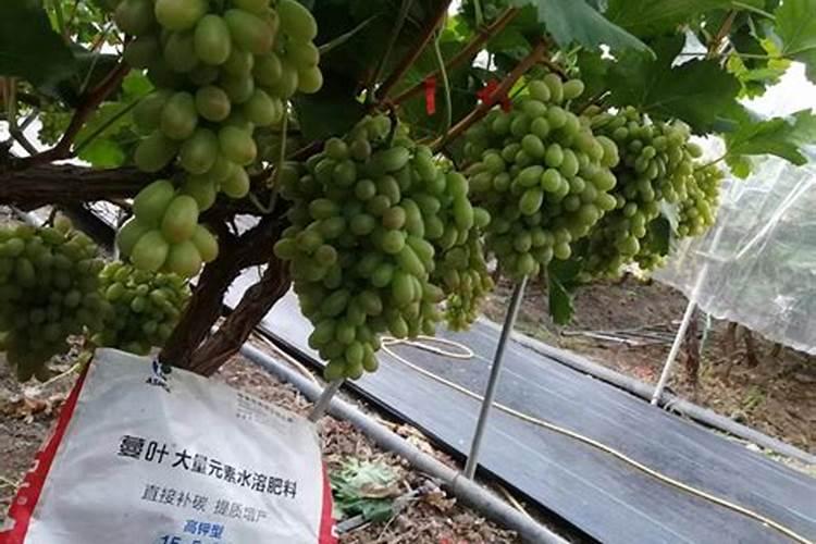 地瓜怎么种植方法如下