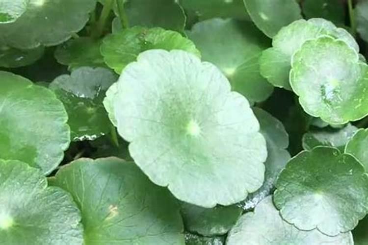 种植蔬菜在喷叶面肥时,有哪些注意事项？