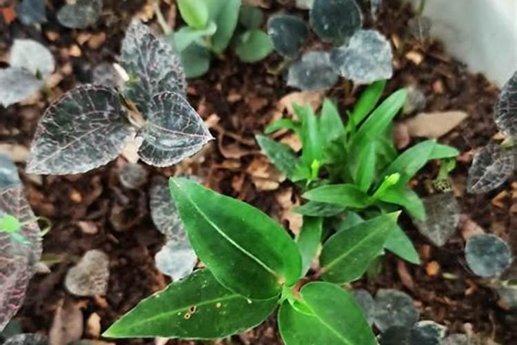 金线莲的施肥方法 金线莲怎么施肥？