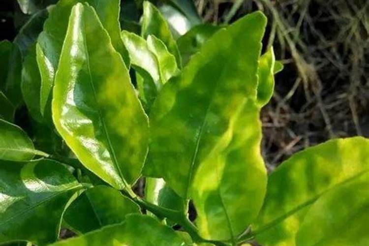 请问沙糖桔黄叶是什么问题？有防治办法吗？