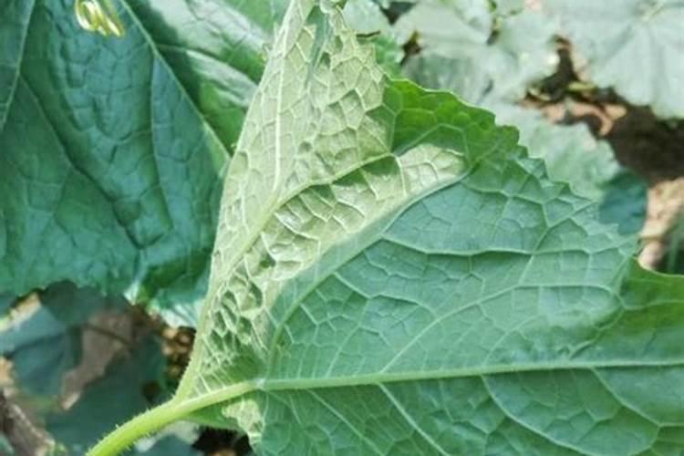 冬瓜疫病用什么药比较好？