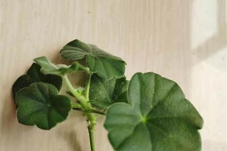 天竺葵要怎样施肥？