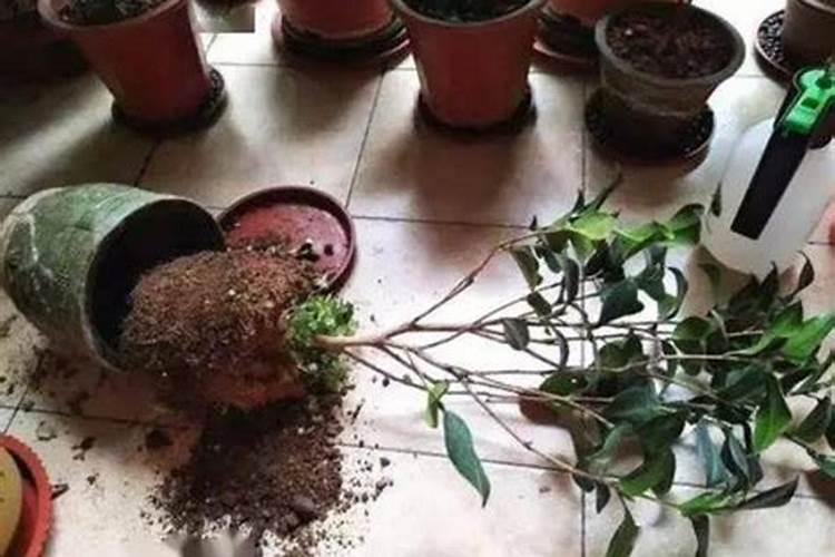 蔬菜作物氮素过多有哪些症状？怎样防治？