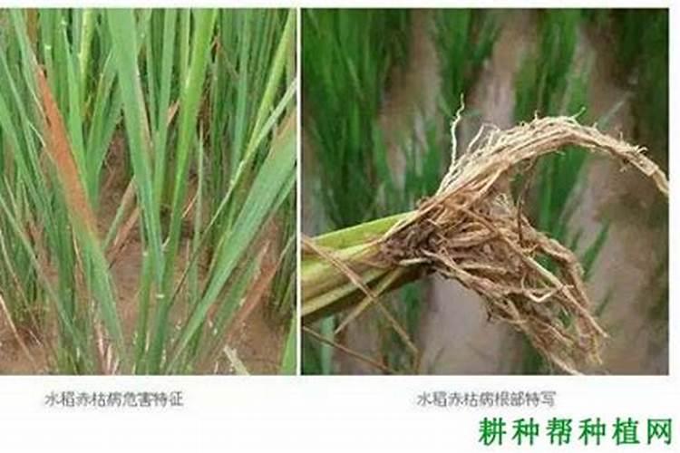 水稻赤枯病的最有效治疗方法