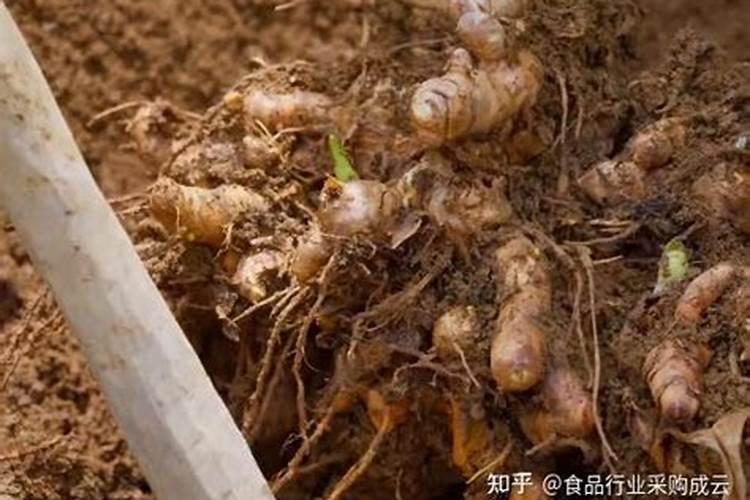 姜芽腐烂是什么原因？