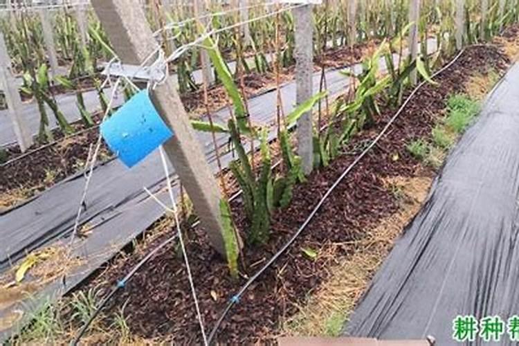 火龙果怎么育苗好？火龙果开花施什么肥？