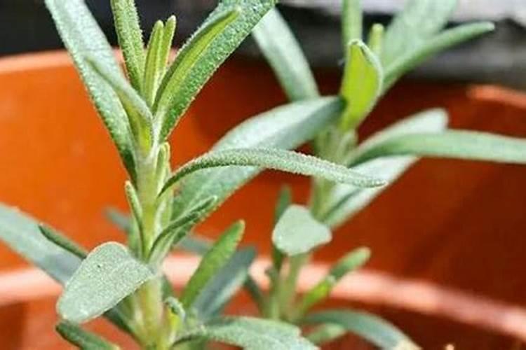 迷迭香好种植吗