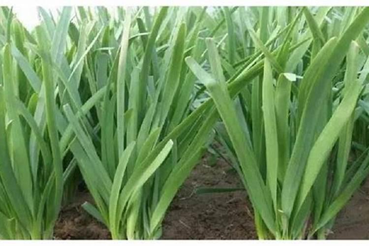 韭菜施专用水溶肥间隔多长时间在施肥