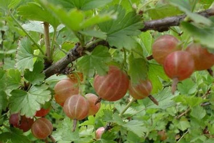 山姑娘有什么作用