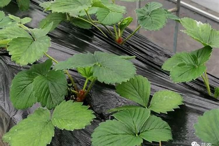 草莓碧护使用方法