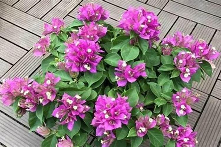 三角梅开花期间怎么施肥