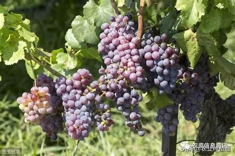 阳光玫瑰葡萄喷施芸苔素的作用