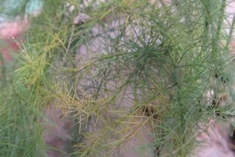 水稻苗期叶尖枯黄怎么回事？水稻秧苗发黄怎么回事,怎样救治