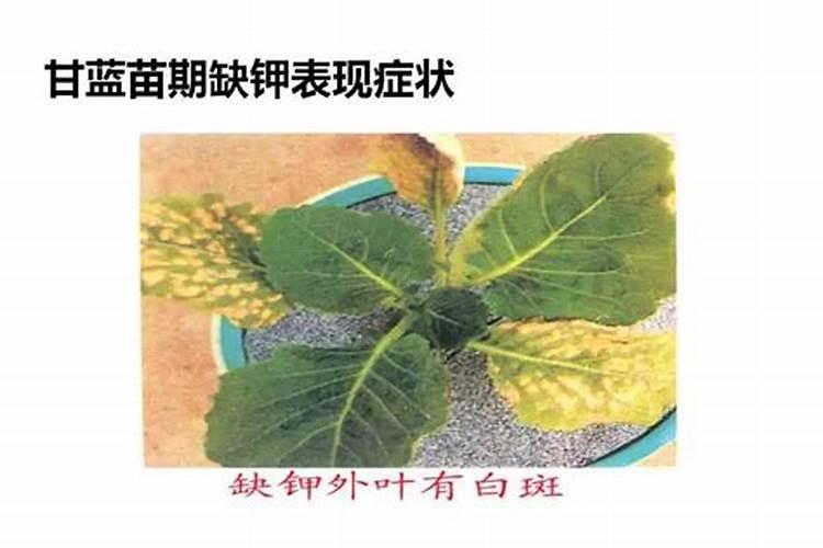 种油菜用什么肥料