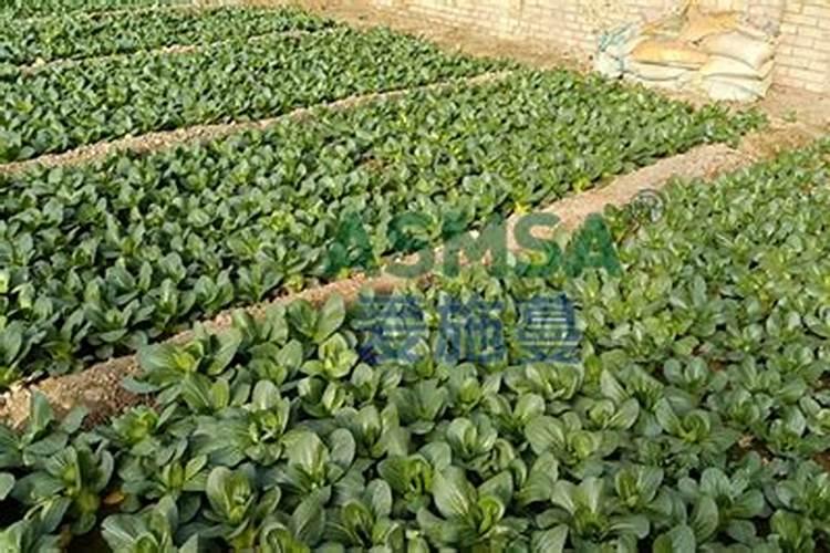 如何在内蒙古腐植酸领域有所发展