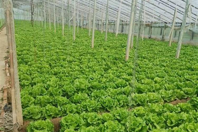 水溶肥最好的三个牌子