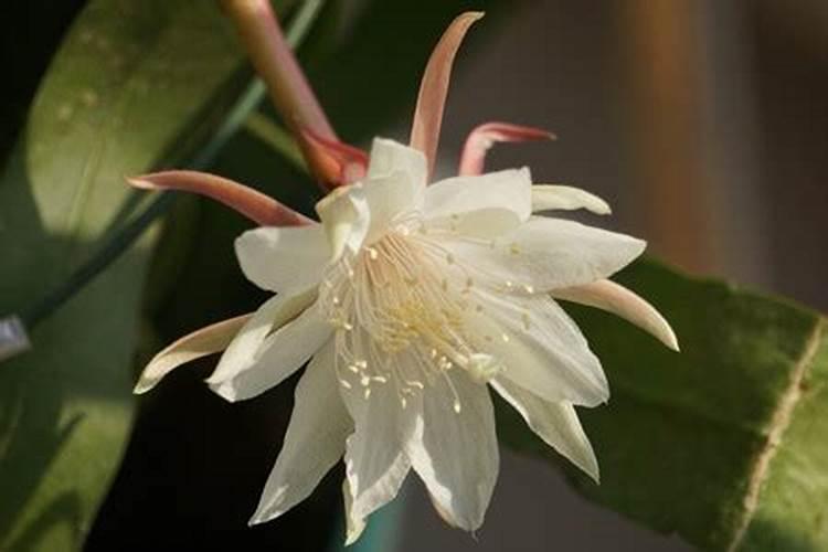 昙花施肥用什么肥料,长花蕾的时候可以施肥吗