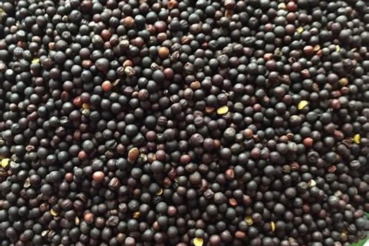 种植油菜为什么要施硼肥 油菜啥时候施硼肥好