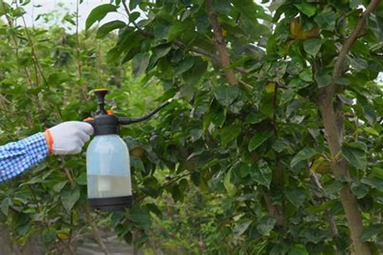 果树全年都使用水溶肥可以吗