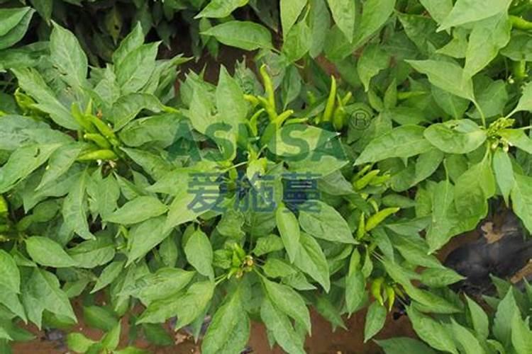 辣椒膨果期用哪种肥料比较好？辣椒喷施昆仑风叶面肥料？
