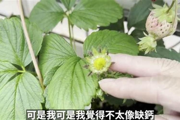 草莓只长叶不结果怎么办