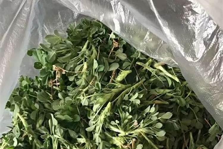 苜蓿地用什么肥料？