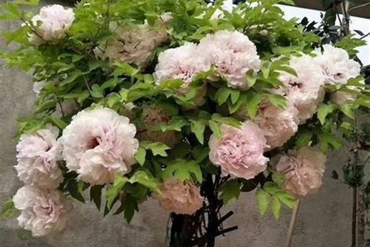 牡丹花蕾期施什么肥好