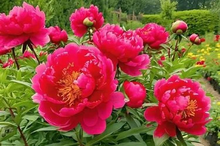 种的菜籽发芽了下雨怎么办(播菜籽后下大雨怎么办)