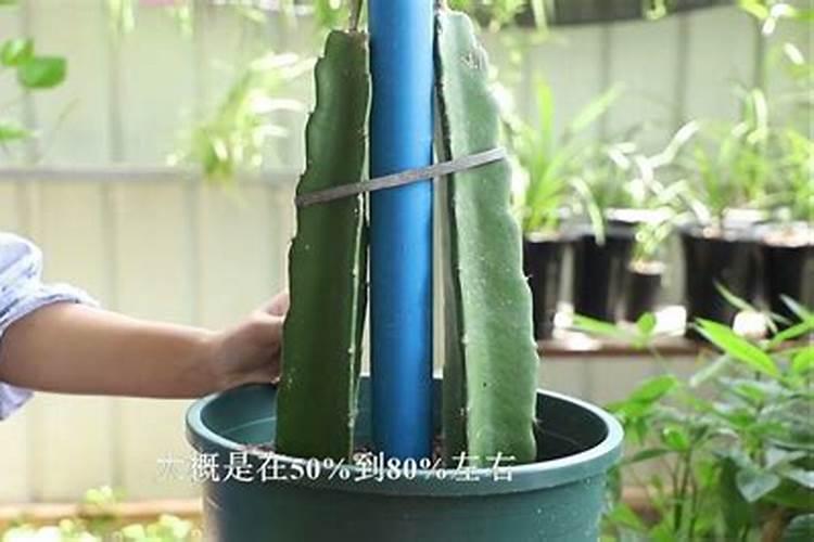 如何让火龙果结果多