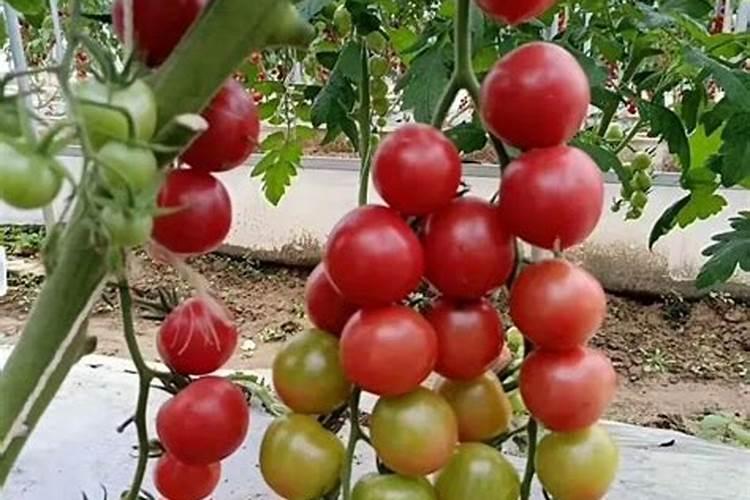 番茄高产栽培技术 番茄水肥怎么管理