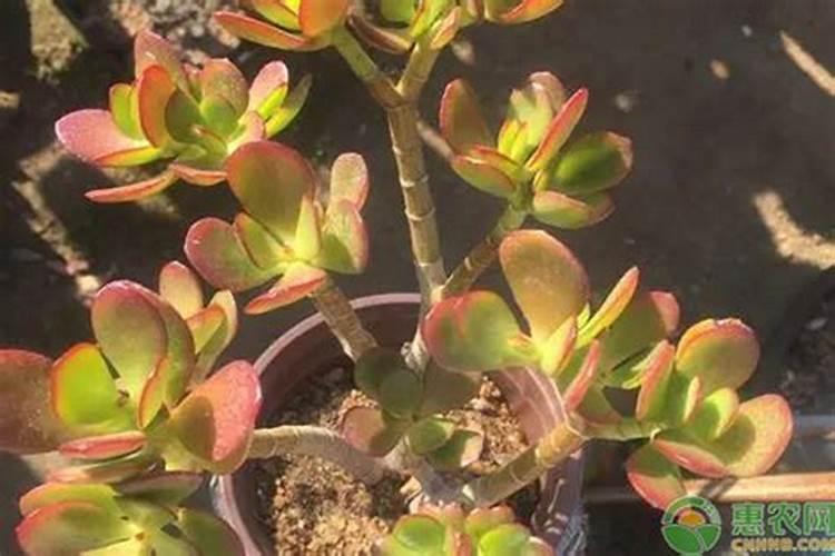 玉树施什么肥料最好