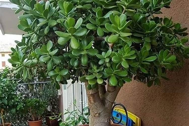 玉树能施尿素肥吗