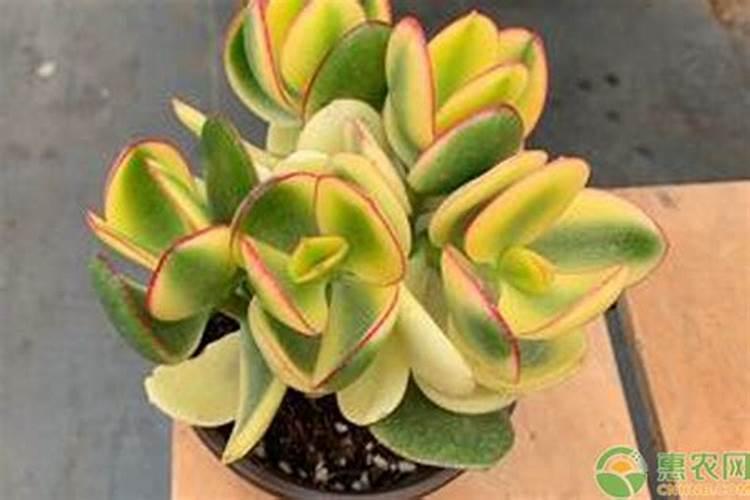 怎么养玉树才长得旺 养玉树才长得旺的方法有哪些