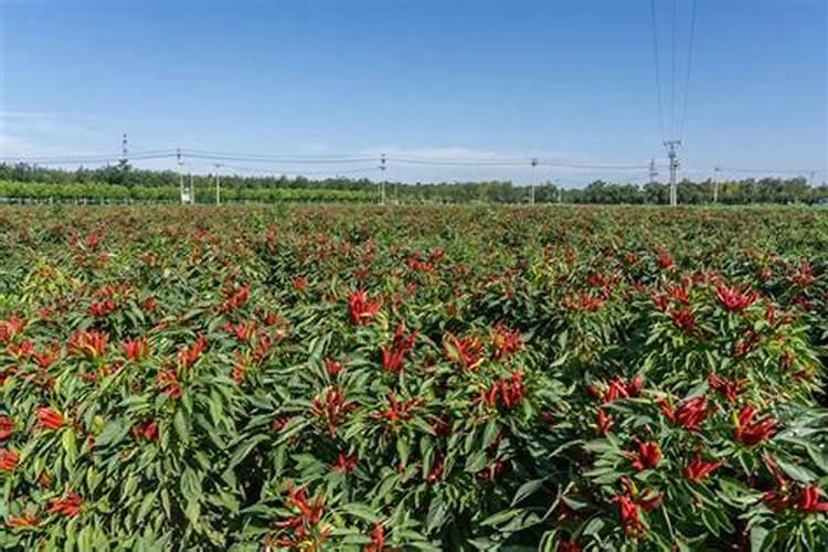 辣椒喷什么叶面肥结果多,辣椒喷什么药可以把辣椒拉长