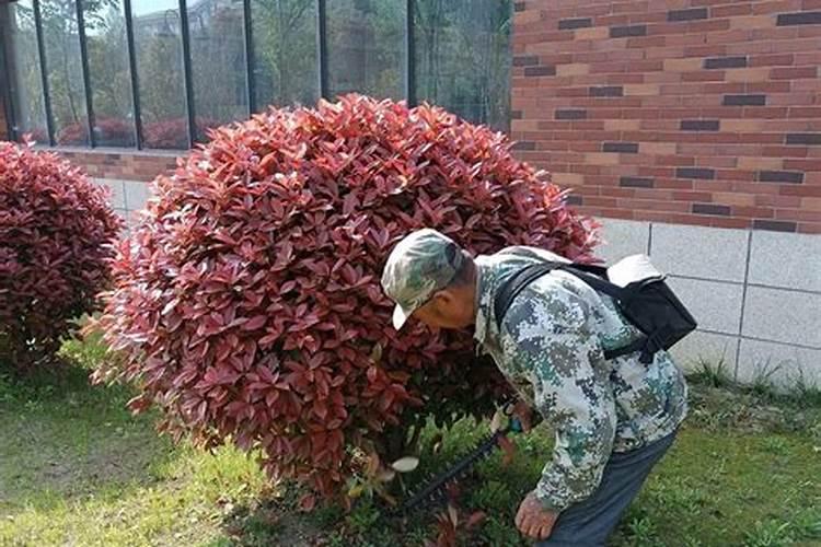 石楠苗要多长叶子用什么叶面肥好？