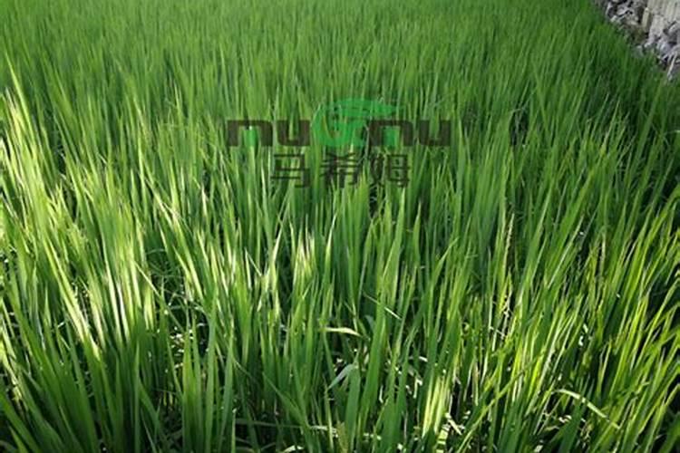 水稻幼苗健壮在苗床期需要使用什么水溶肥