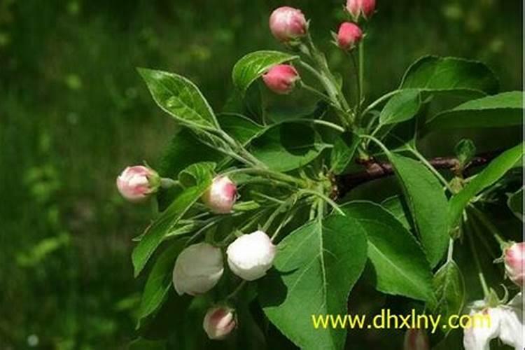 果树促花使用什么叶面肥？果树叶面肥喷施需要注意事项？