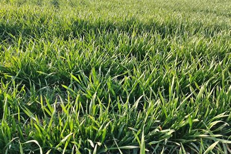 什么样的叶面肥补硼补钙效果好,能解决硼钙拮抗问题？