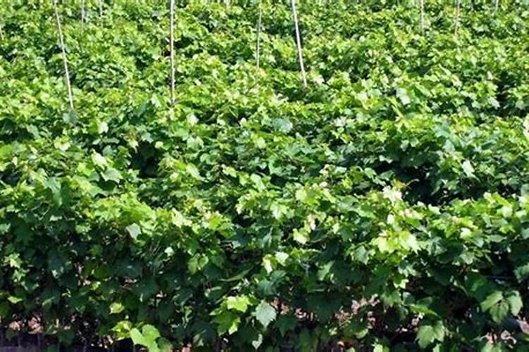 蓝宝石种植技术